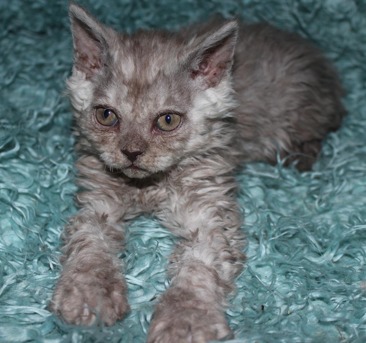 Selkirk Rex  Tzari Revolution (Lulu) - 8 uger billede 24
