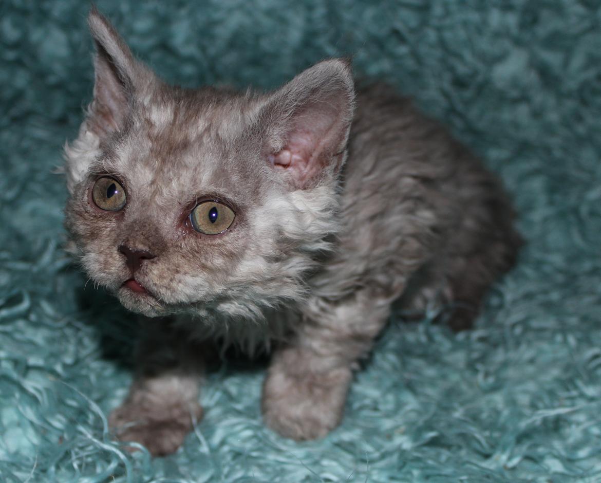Selkirk Rex  Tzari Revolution (Lulu) - 8 uger billede 26