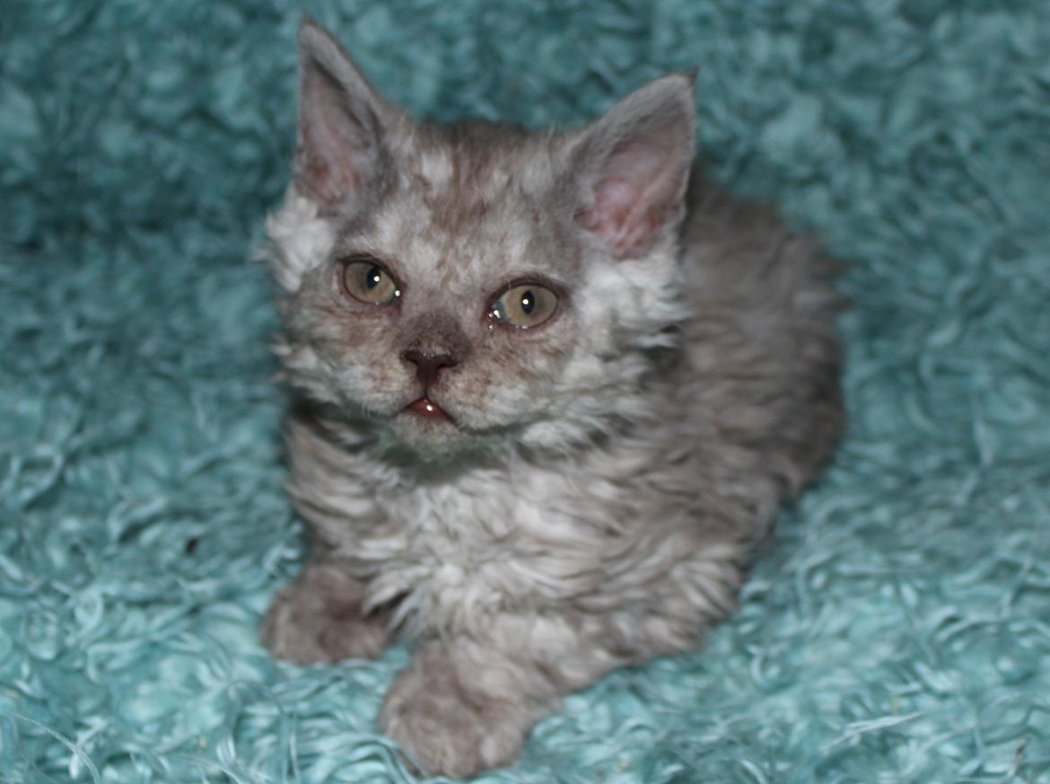 Selkirk Rex  Tzari Revolution (Lulu) - 8 uger billede 27