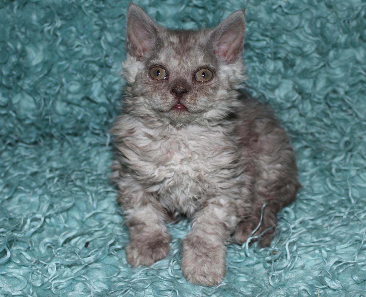 Selkirk Rex  Tzari Revolution (Lulu) - 8 uger billede 3