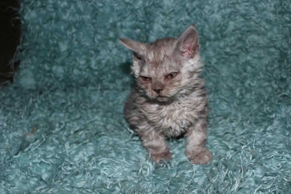 Selkirk Rex  Tzari Revolution (Lulu) - 8 uger billede 28