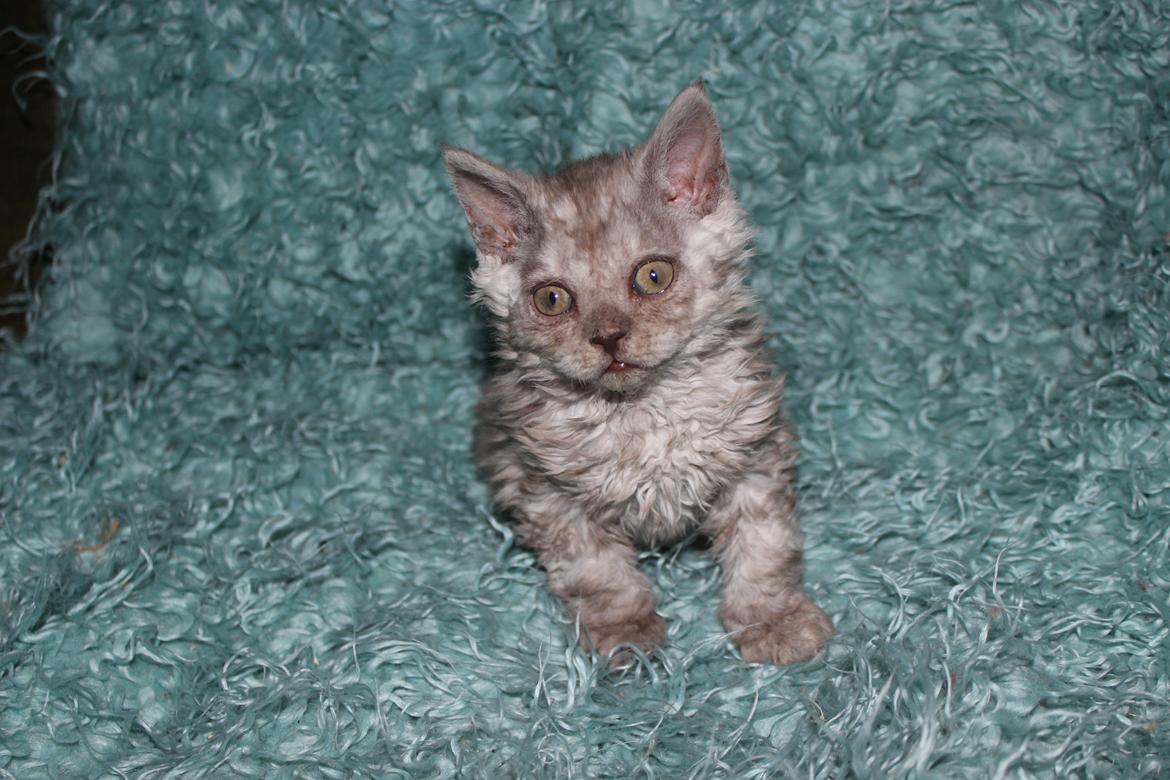 Selkirk Rex  Tzari Revolution (Lulu) - 8 uger billede 29