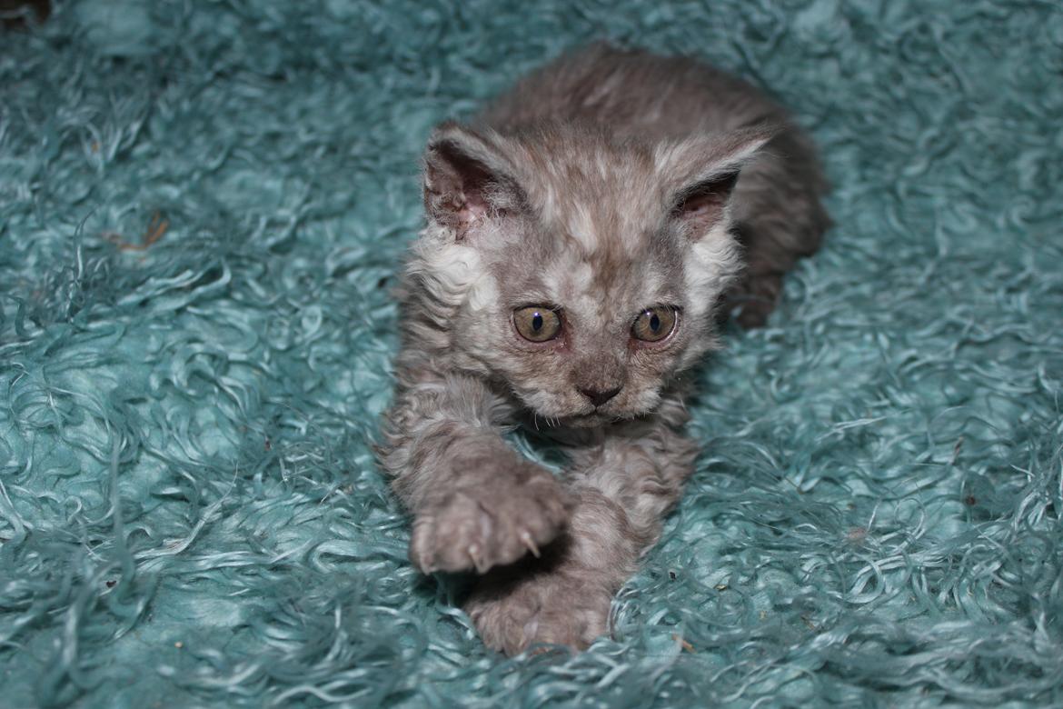Selkirk Rex  Tzari Revolution (Lulu) - 8 uger billede 25