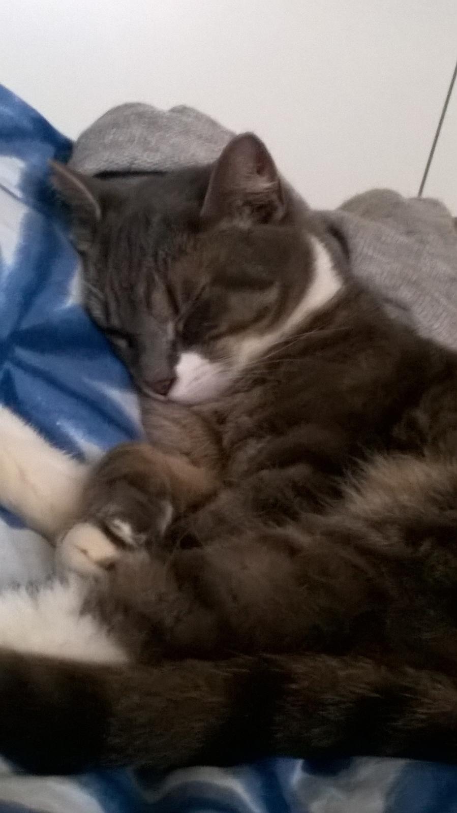 Huskat banditten billede 15