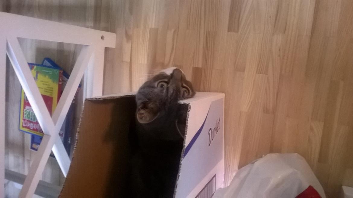 Huskat banditten billede 17