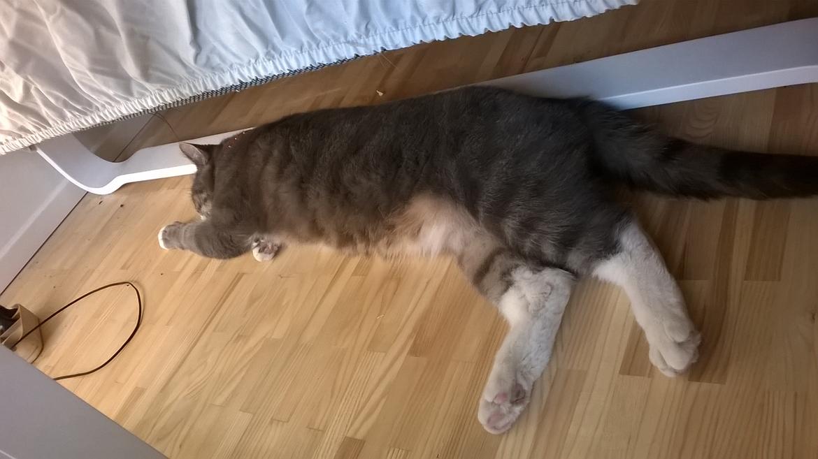 Huskat banditten billede 18