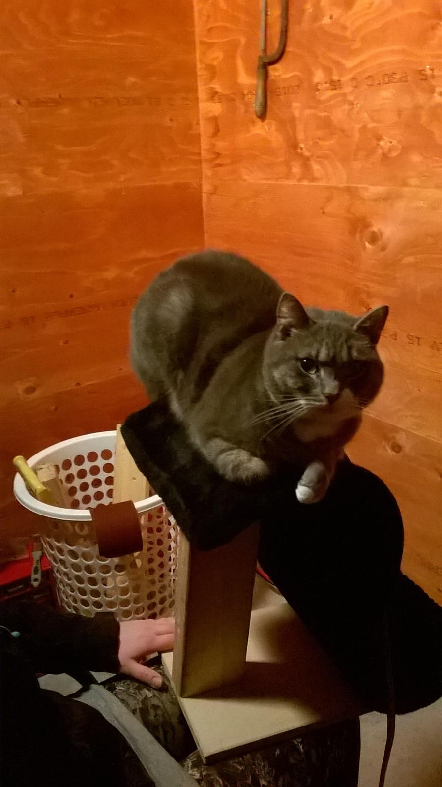 Huskat banditten billede 19