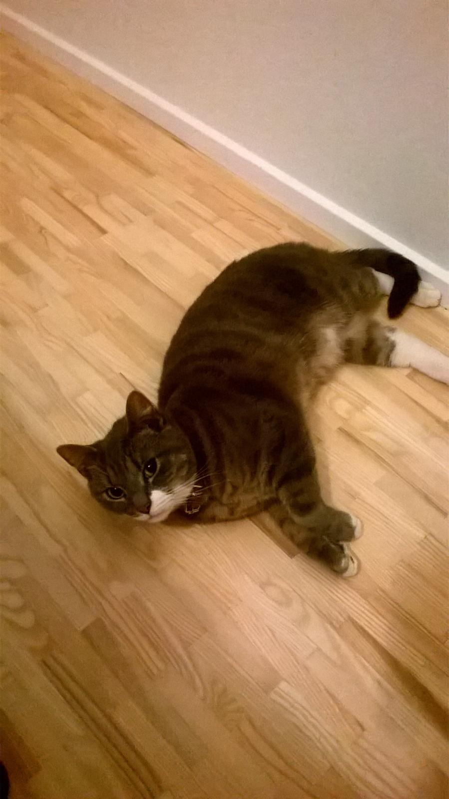 Huskat banditten billede 16