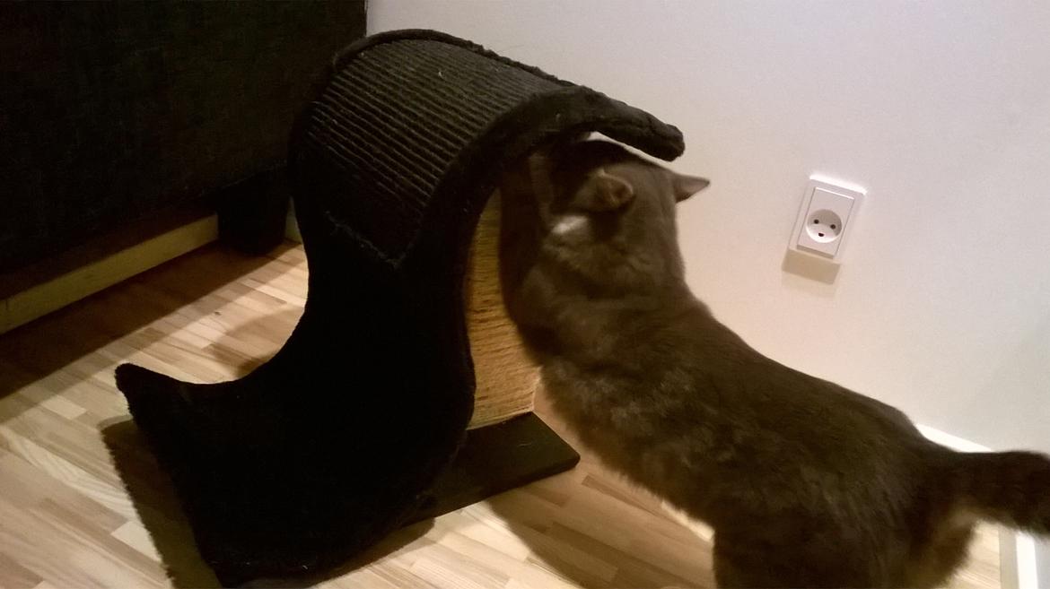 Huskat banditten billede 22