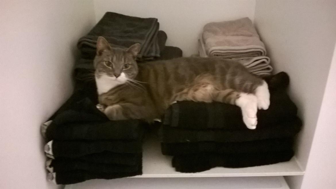 Huskat banditten billede 21