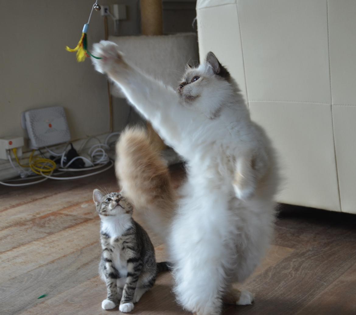 Hellig Birma Luke Skywalker billede 17