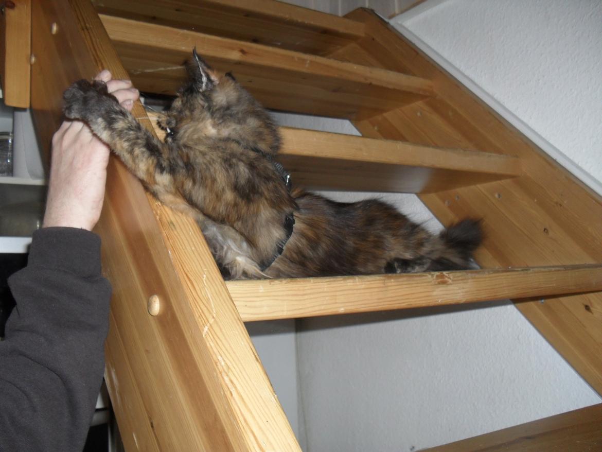 Maine Coon Kirby billede 27