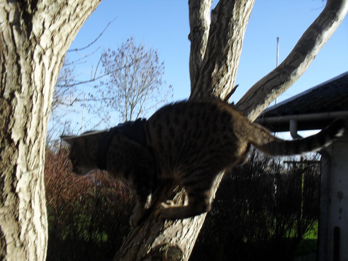 Huskat Nala - ja, så mangler jeg bare fuglene kommer så er jeg klar !! billede 26