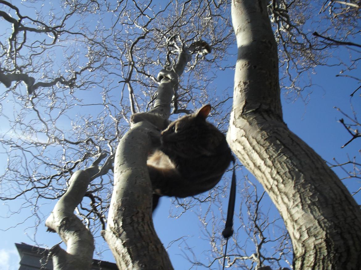 Huskat Nala - Nala på vej ned fra et træ, Hun elsker at klatre. billede 9