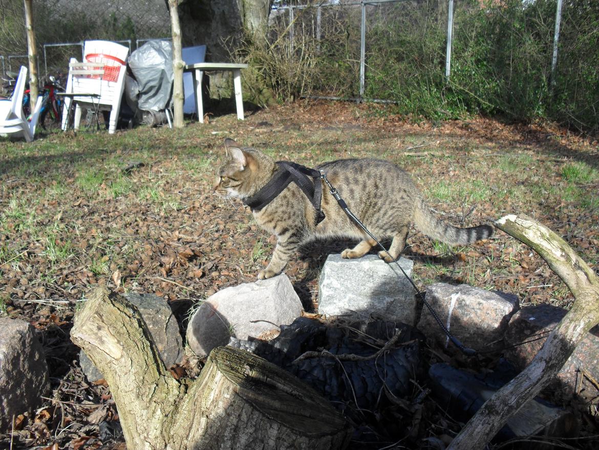 Huskat Nala billede 29