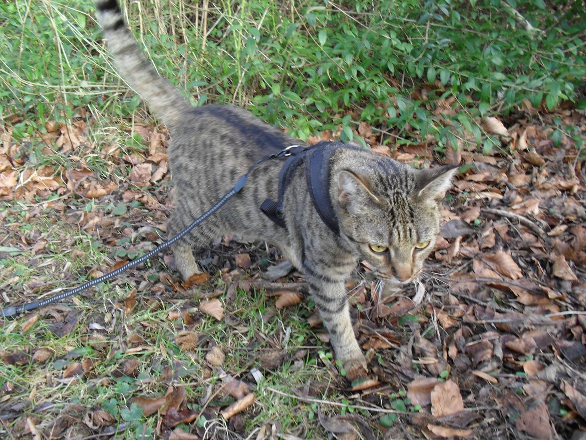 Huskat Nala billede 31