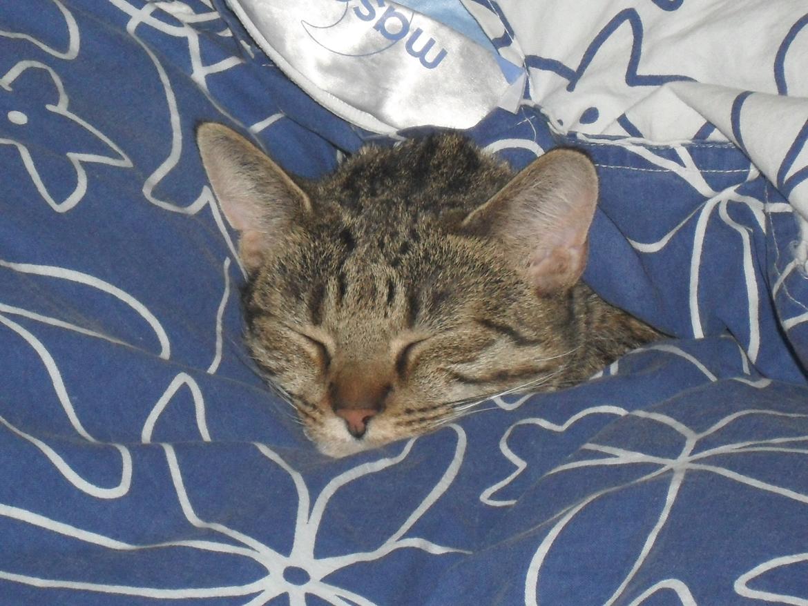 Huskat Nala - GODNAT <3 billede 8