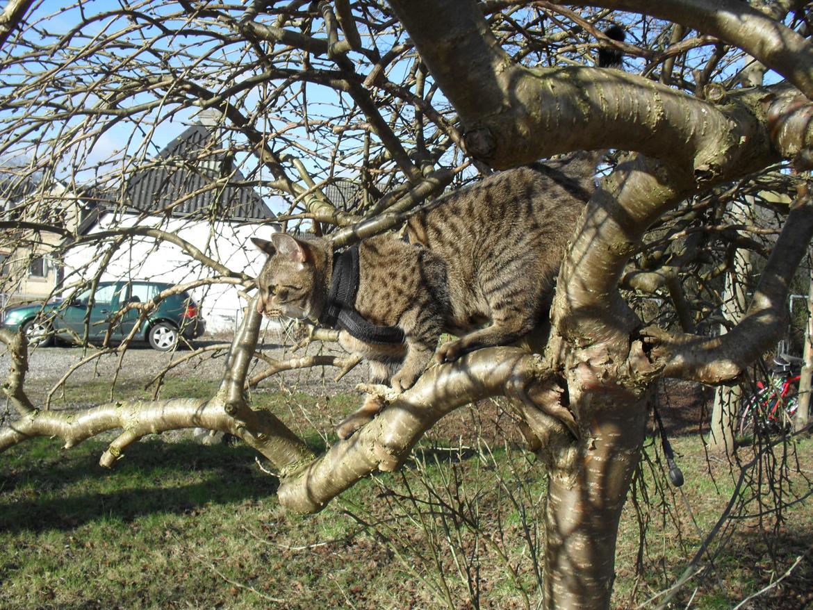 Huskat Nala - Skønt at være ude, og hoppe rundt i havens træer! billede 24