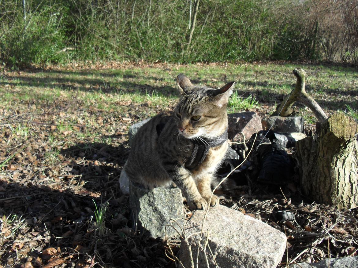 Huskat Nala billede 15