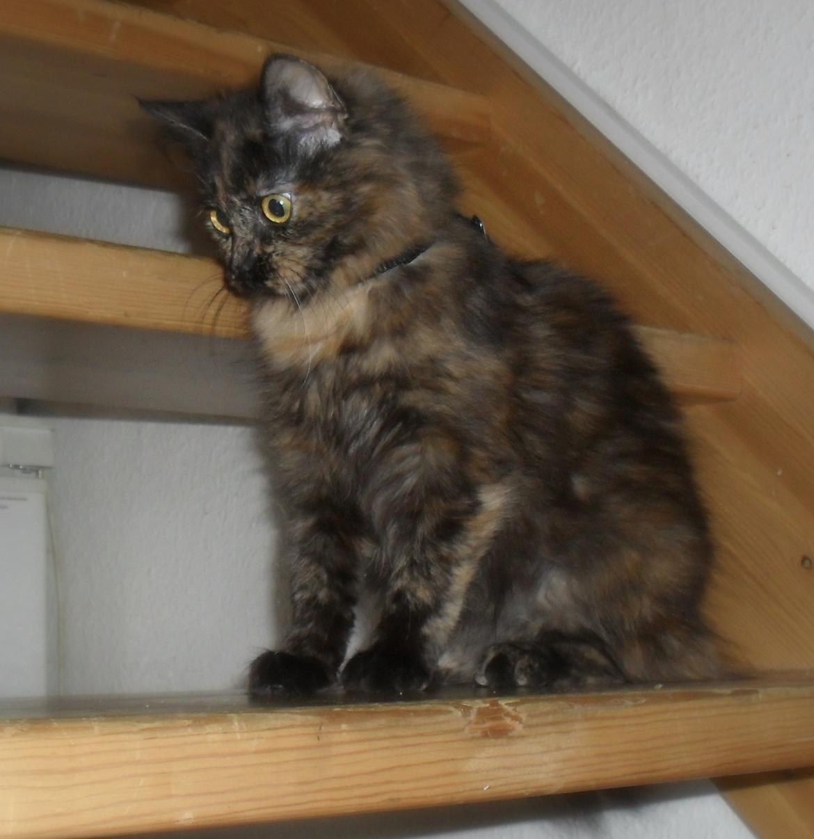 Maine Coon Kirby billede 28