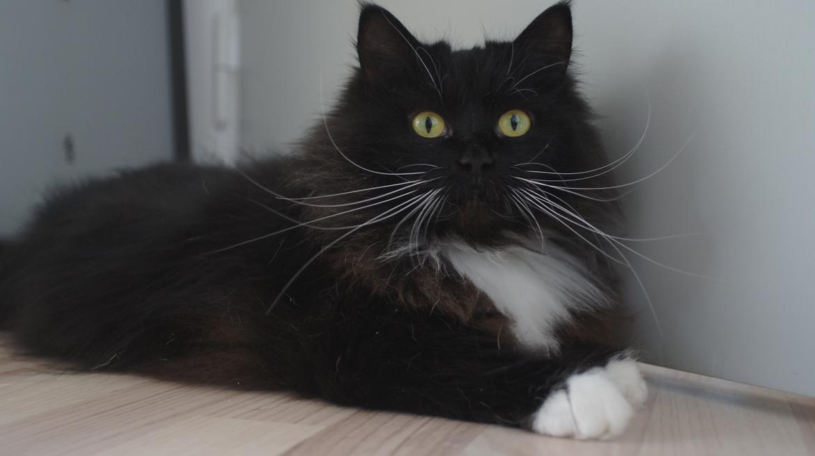 Blanding af racer Vespa billede 2