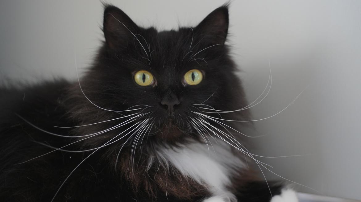 Blanding af racer Vespa billede 1