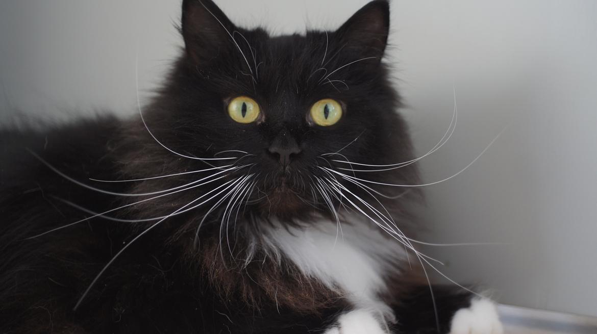 Blanding af racer Vespa billede 3