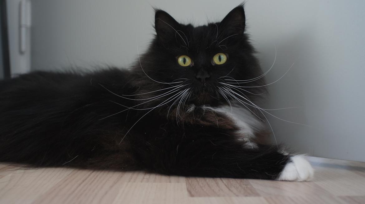 Blanding af racer Vespa billede 4