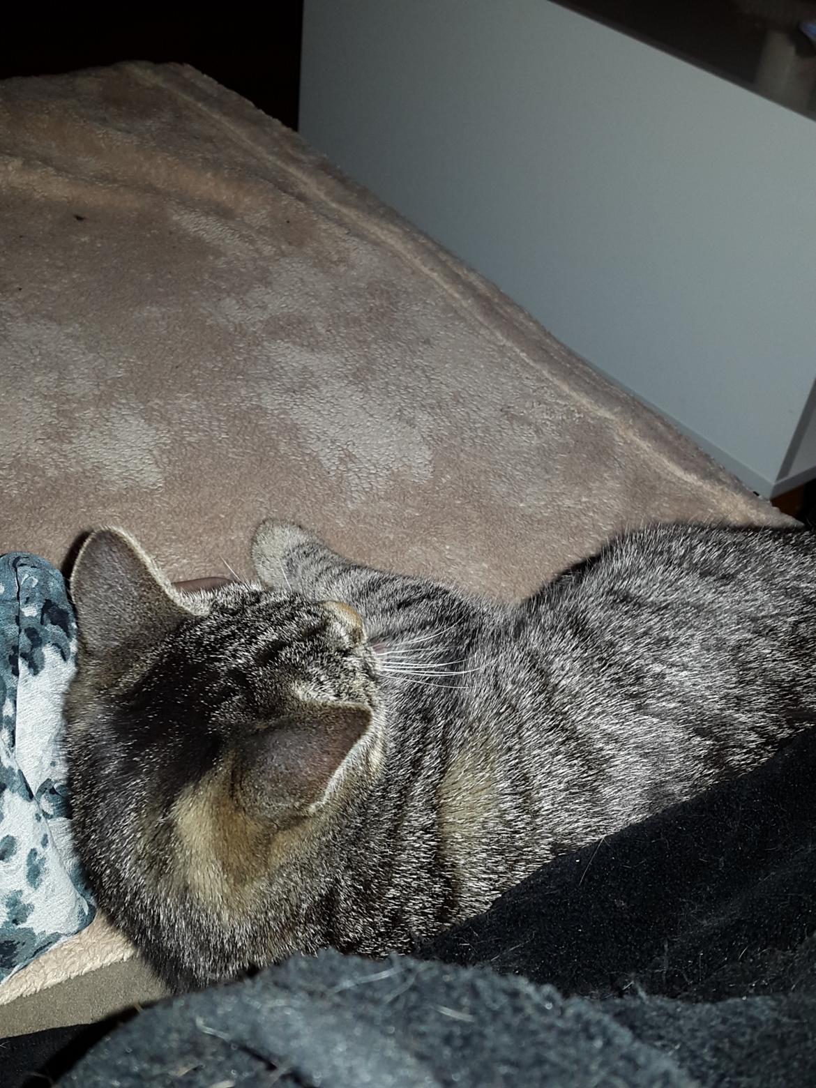 Huskat Knirke billede 9