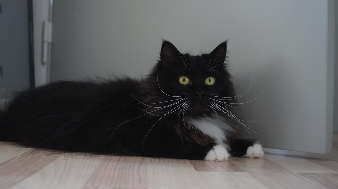 Blanding af racer Vespa billede 5