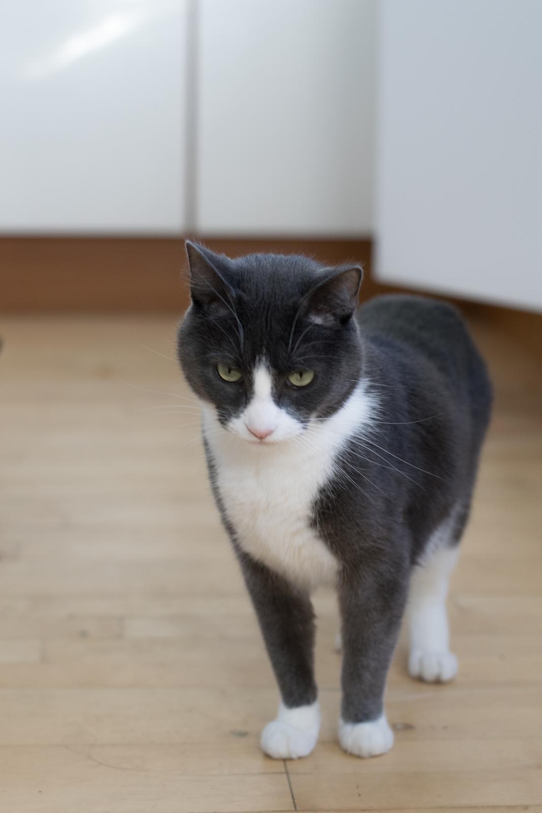 Huskat Hannibal billede 2