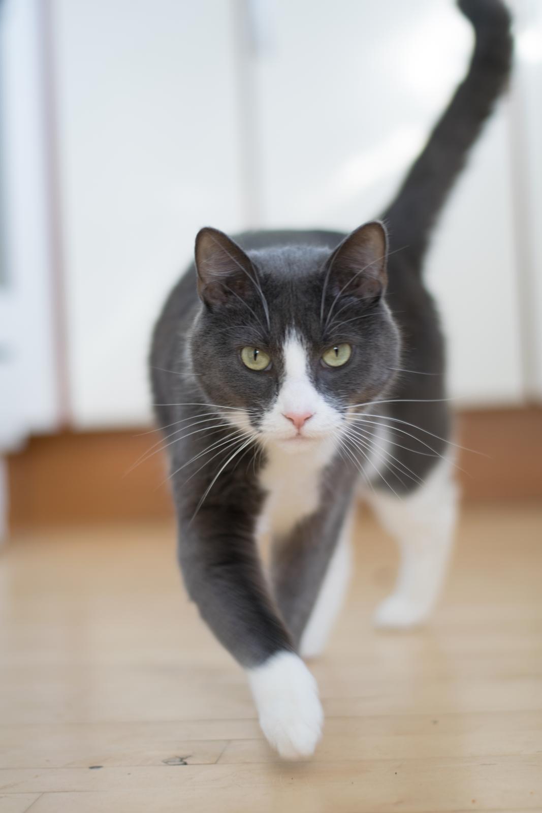 Huskat Hannibal billede 4