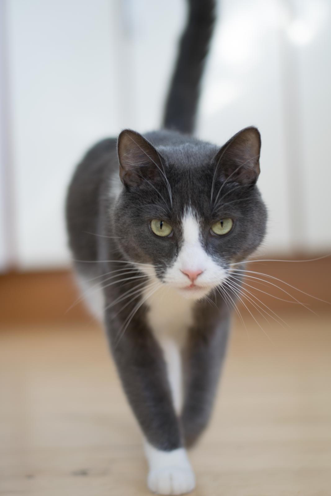 Huskat Hannibal billede 5