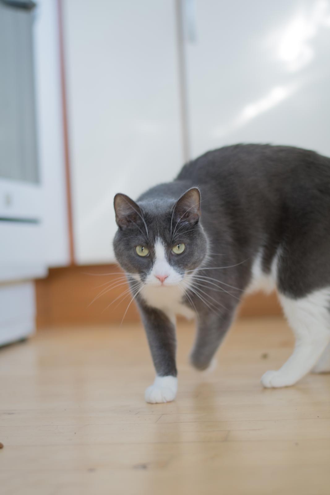 Huskat Hannibal billede 3