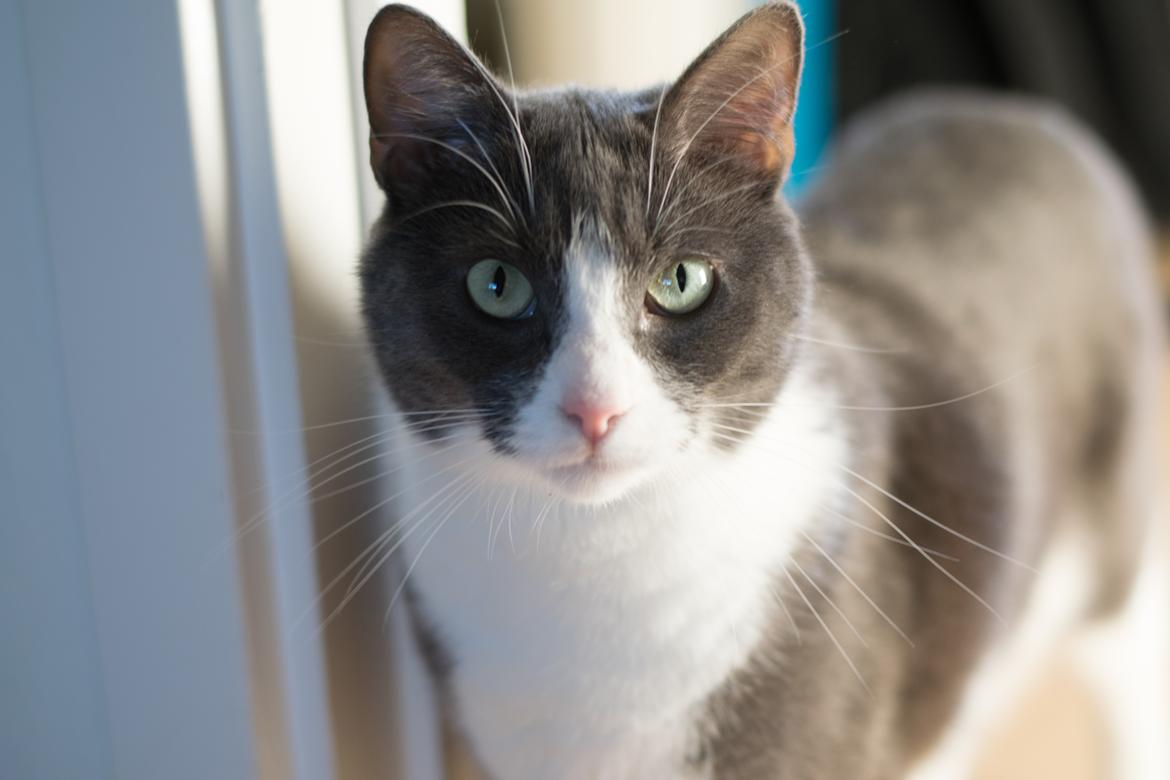 Huskat Hannibal billede 1