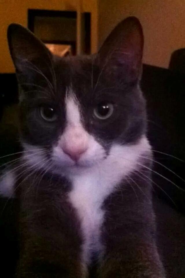 Huskat Hannibal billede 6