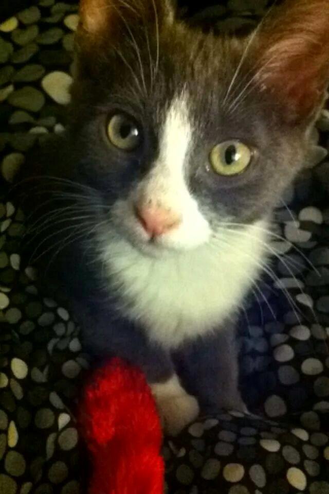 Huskat Hannibal billede 7