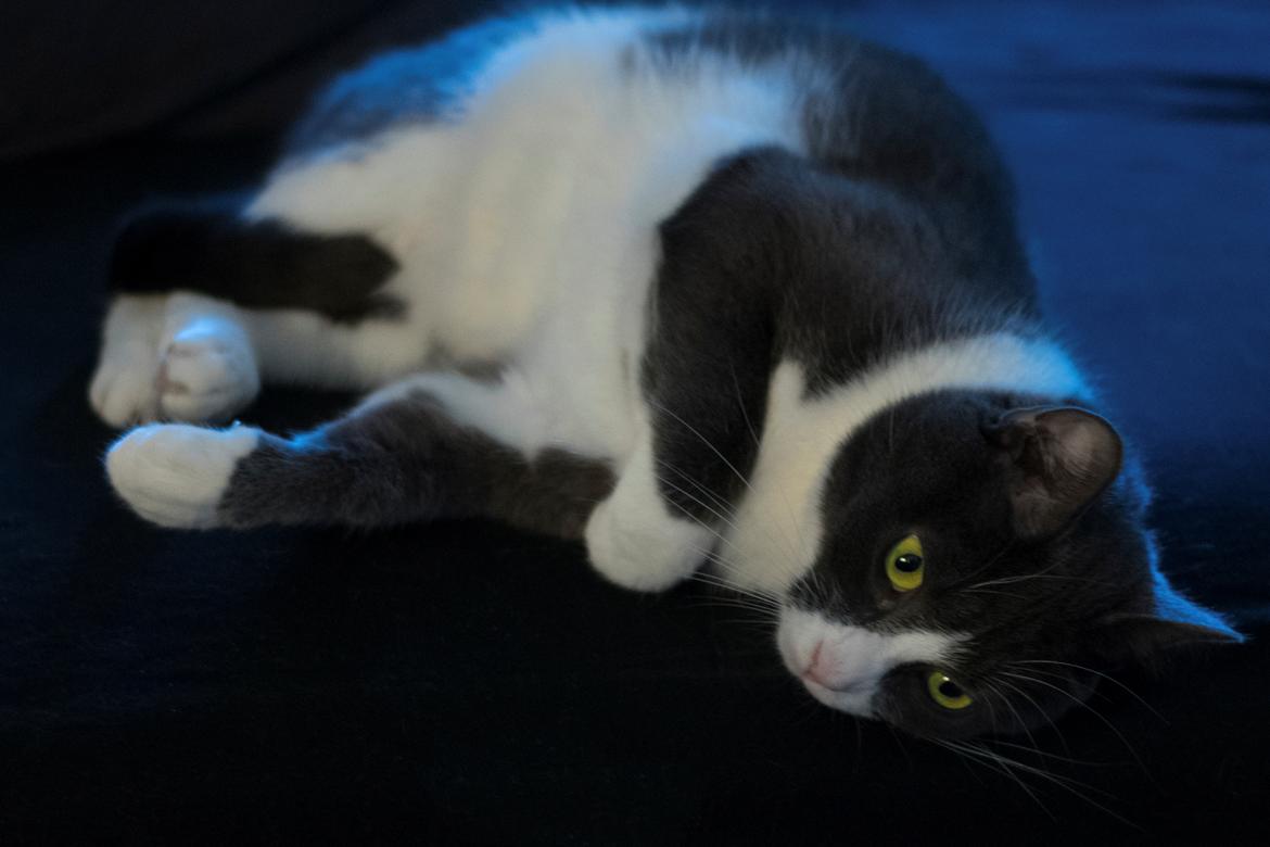 Huskat Hannibal billede 8