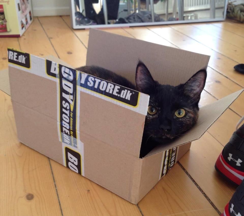 Huskat Saga billede 9