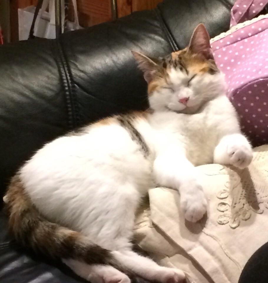 Huskat Viola billede 1