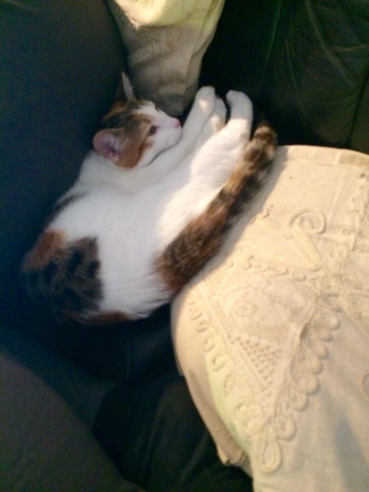 Huskat Viola billede 2