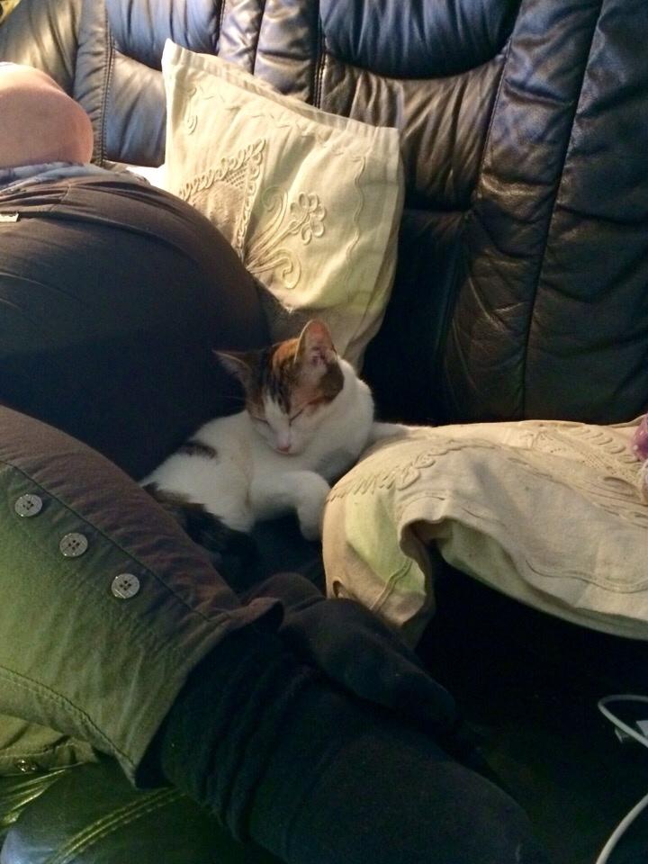 Huskat Viola billede 3