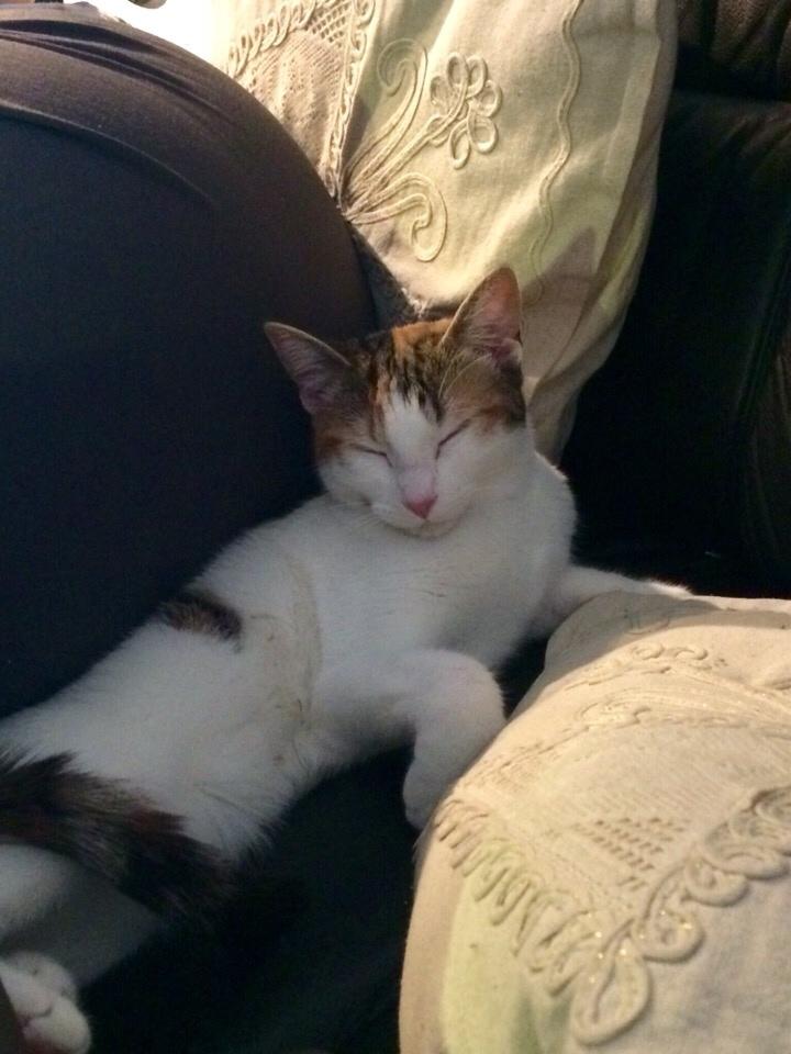 Huskat Viola billede 4