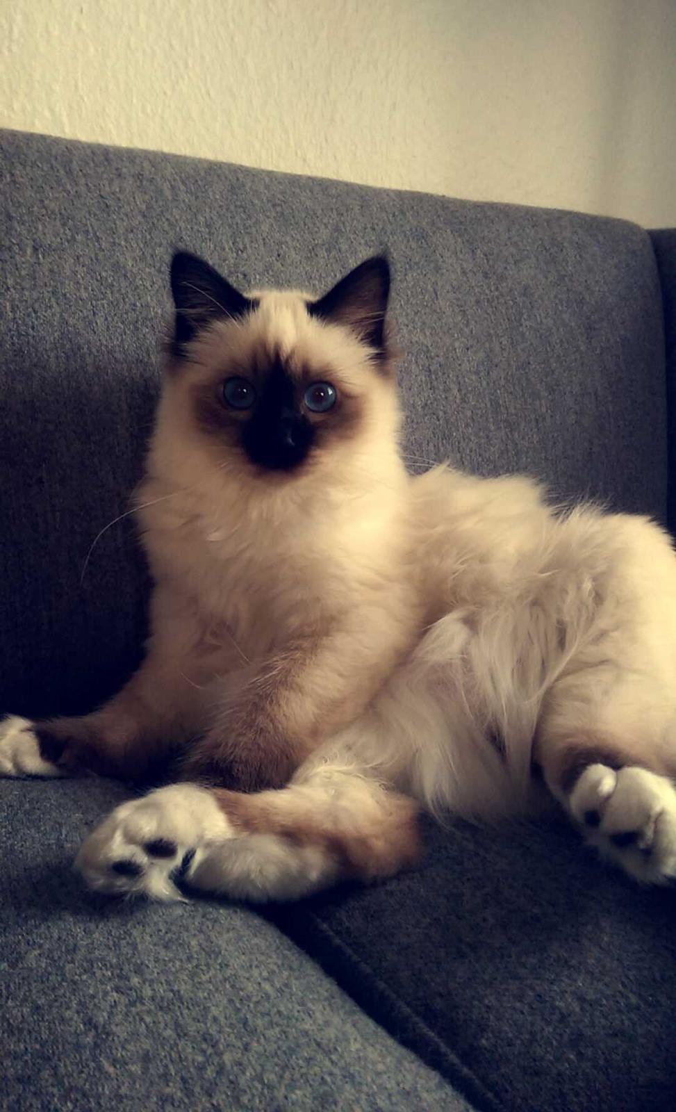 Hellig Birma Rokakitho's Pixel billede 1