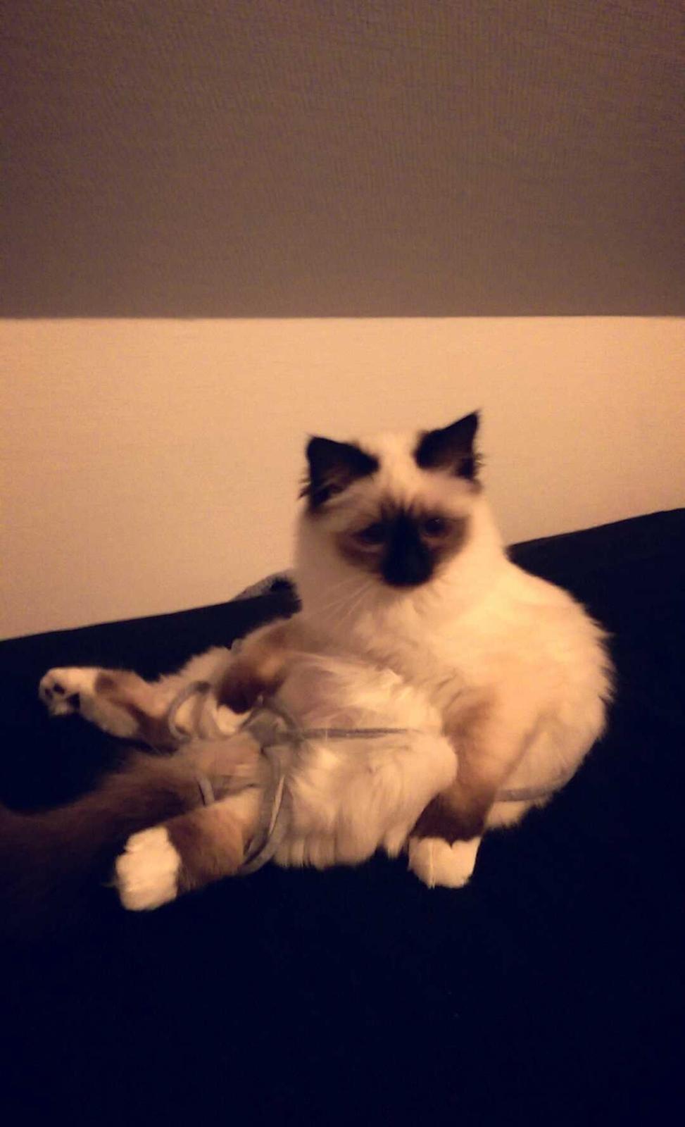 Hellig Birma Rokakitho's Pixel billede 2