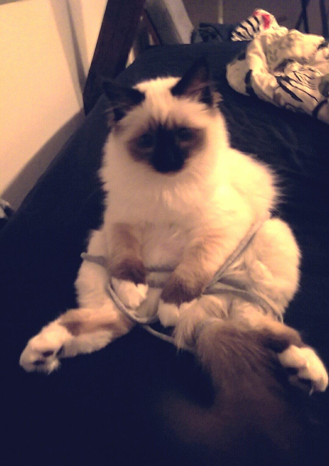 Hellig Birma Rokakitho's Pixel billede 3