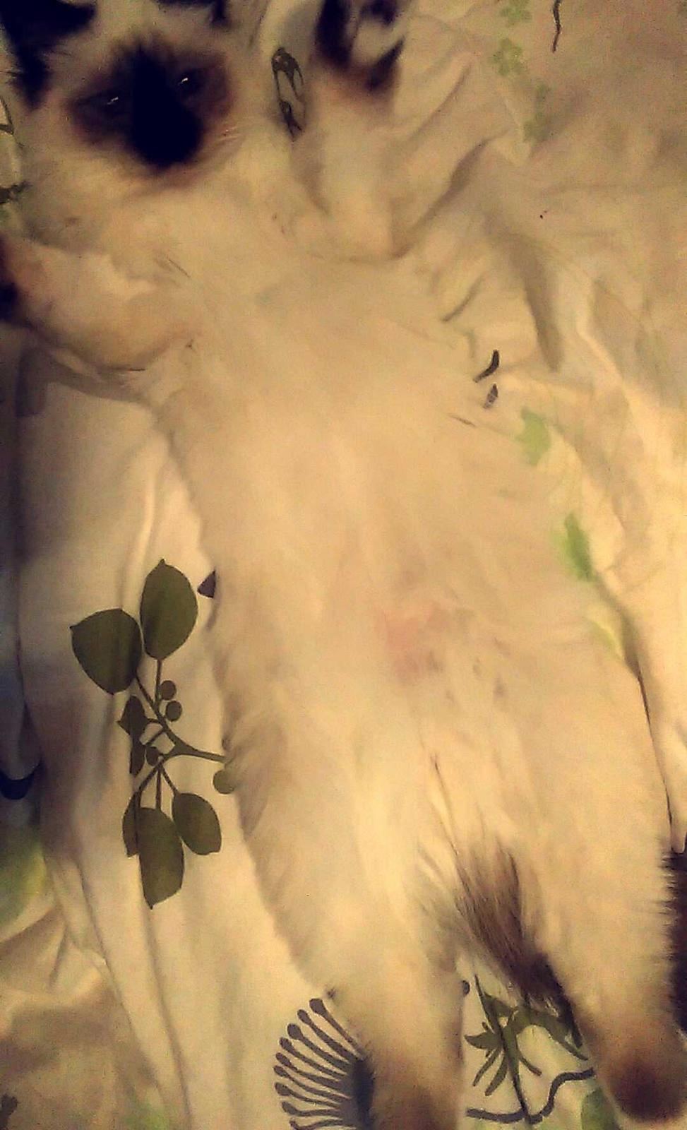 Hellig Birma Rokakitho's Pixel billede 4