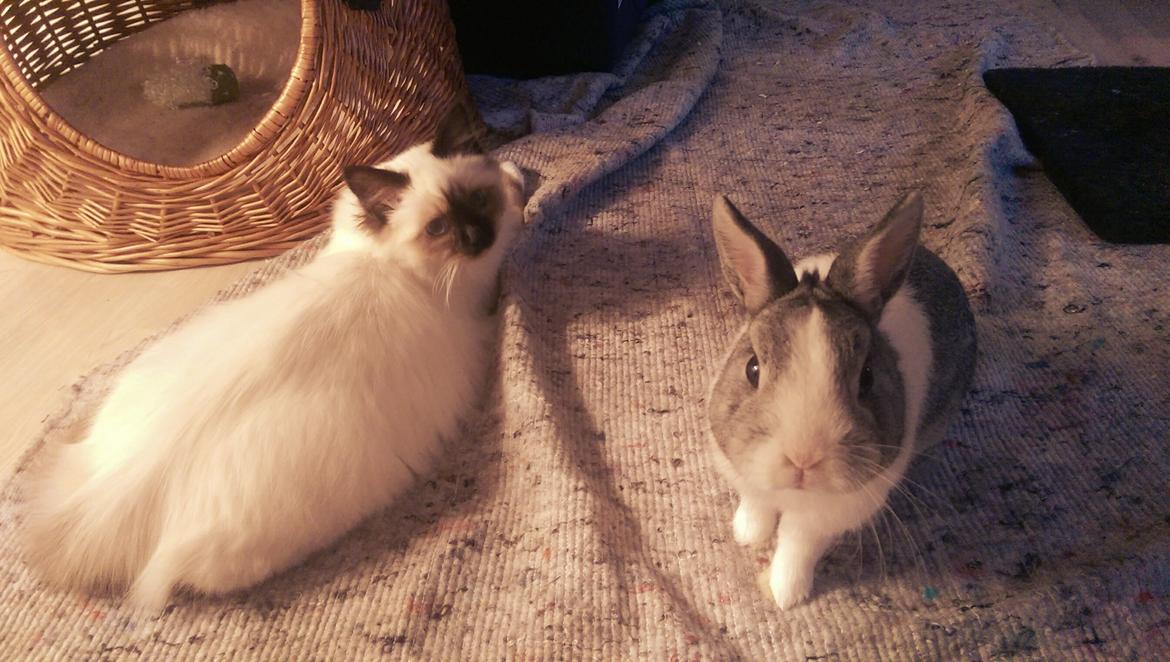 Hellig Birma Rokakitho's Pixel billede 6