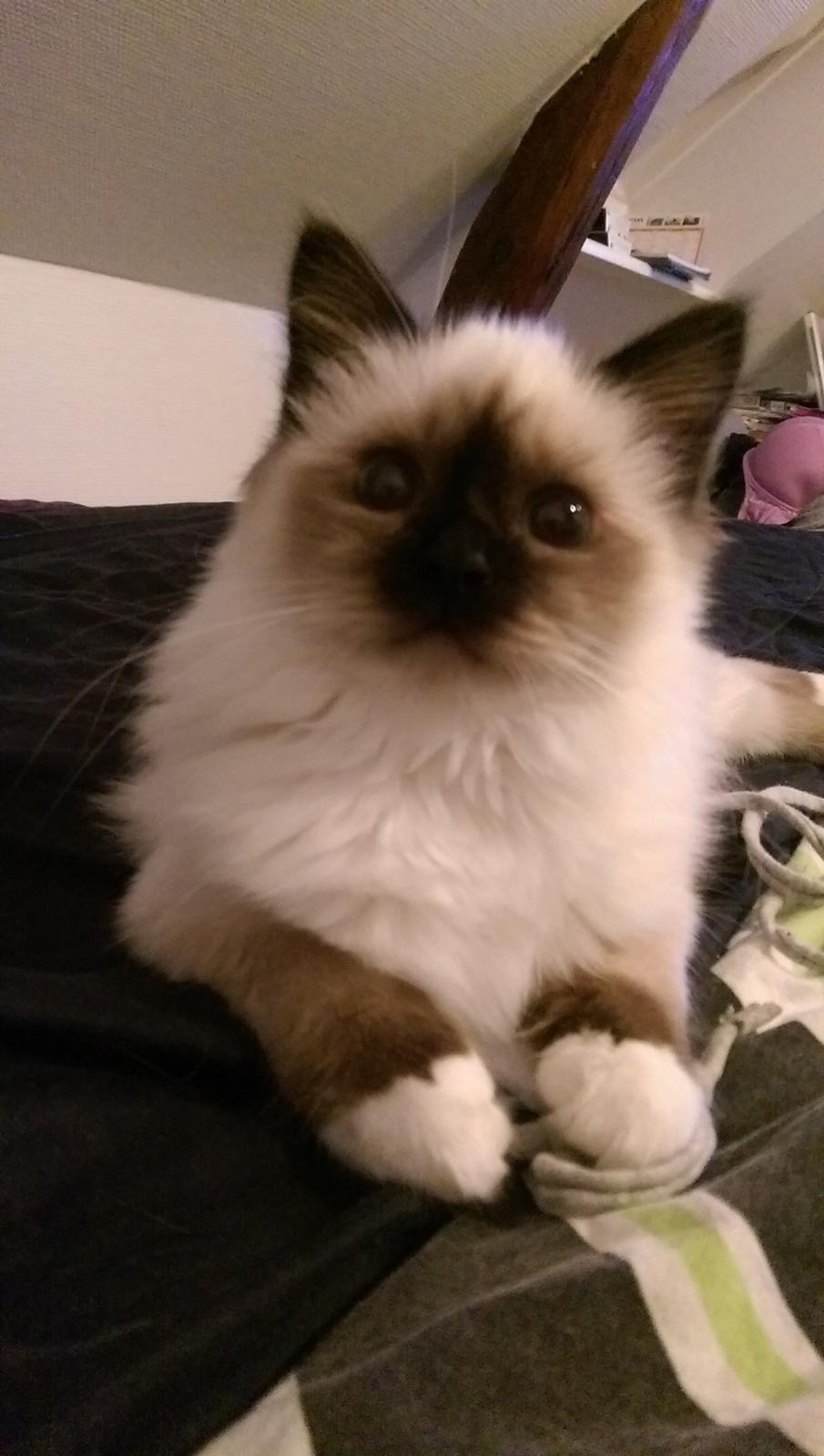 Hellig Birma Rokakitho's Pixel billede 7