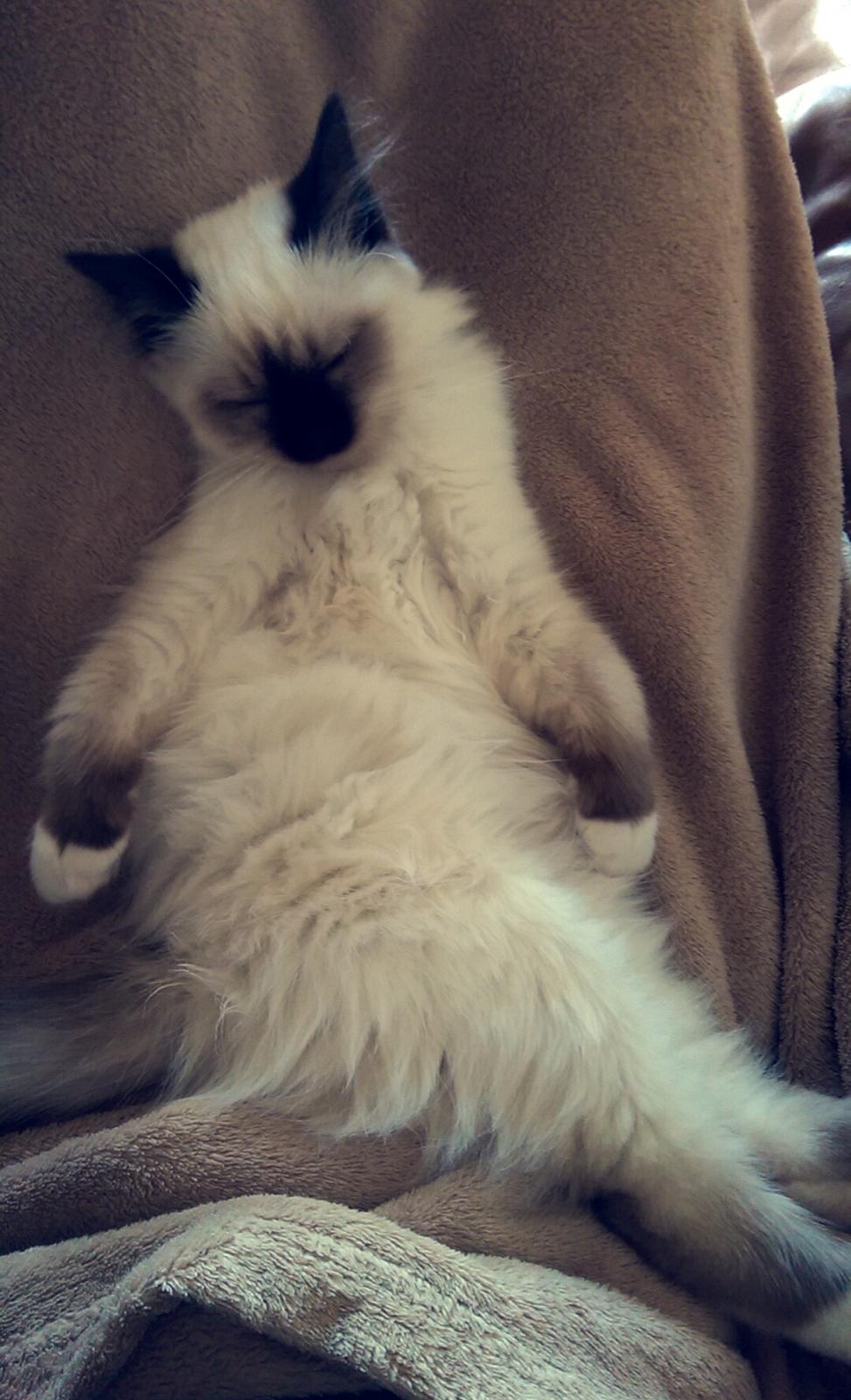 Hellig Birma Rokakitho's Pixel billede 8